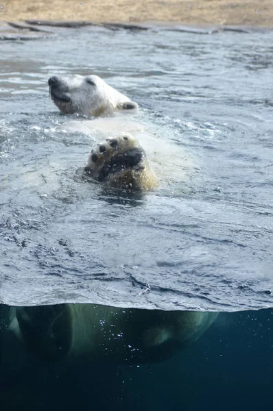 Un oso polar nadando en el agua —  Fotos de Stock