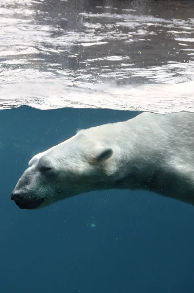 Un oso polar nadando en el agua —  Fotos de Stock