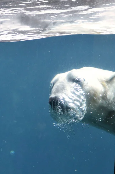 Полярний ведмідь плаває у воді — стокове фото