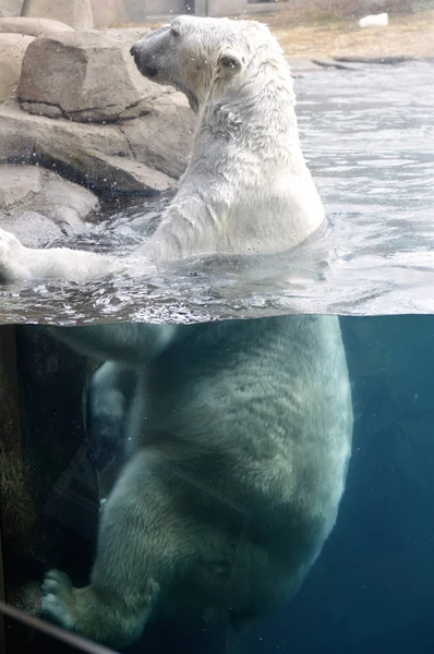 En isbjörn som simmar i vattnet — Stockfoto