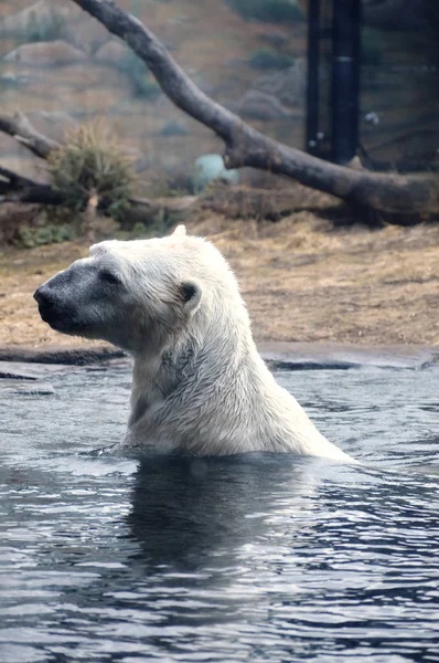 Suda yüzen bir kutup ayısı. — Stok fotoğraf