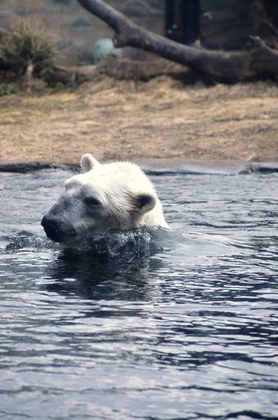 Un orso polare che nuota nell'acqua — Foto Stock