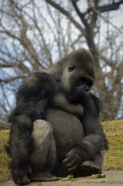 Bir kayaya oturan goril