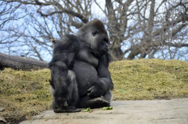 Bir kayaya oturan goril
