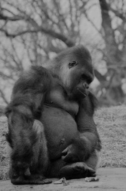 Bir kayaya oturan goril