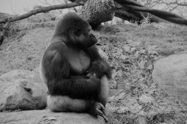 Bir kayaya oturan goril