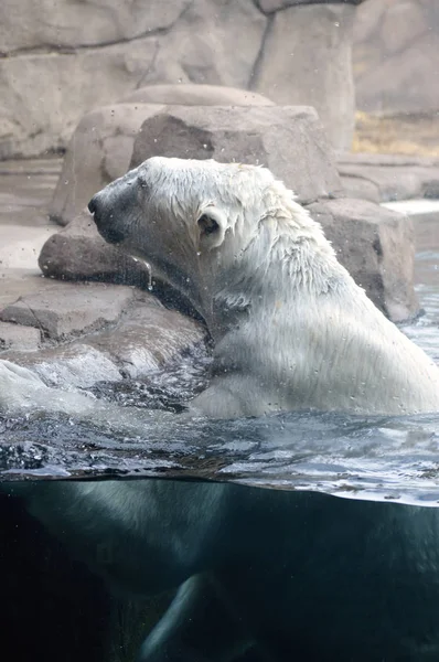 Un orso polare che nuota nell'acqua — Foto Stock