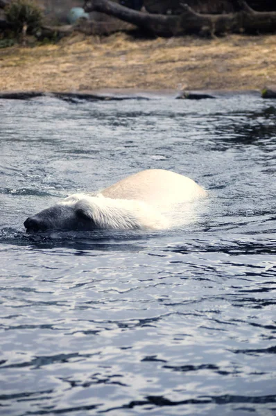 Ein Eisbär schwimmt im Wasser — Stockfoto