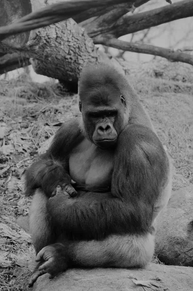 Bir kayaya oturan goril