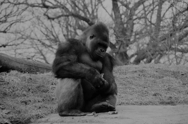 Gorilla sitzt auf einem Felsen — Stockfoto