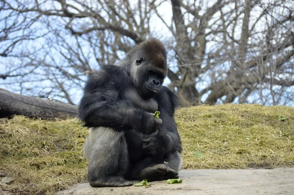 Gorilla sitting on a rock — Stock Photo, Image