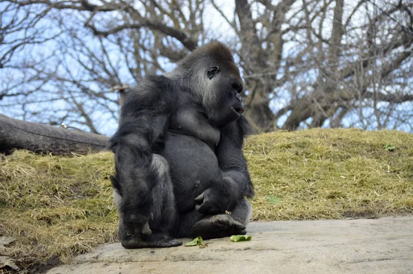 Gorila sentado en una roca — Foto de Stock