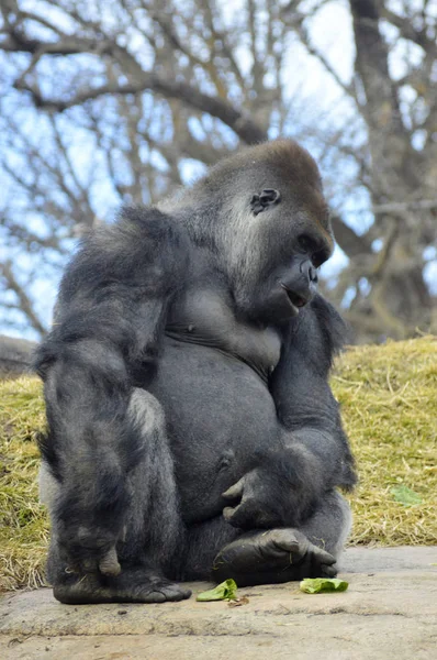Gorille assis sur un rocher — Photo