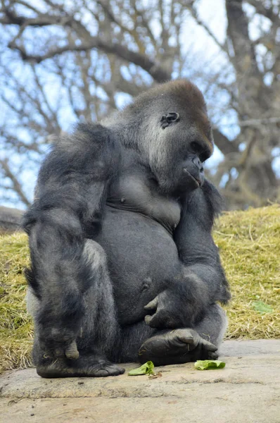 Gorilla sitzt auf einem Felsen — Stockfoto