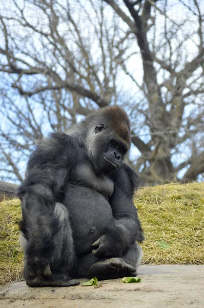 Gorilla sitzt auf einem Felsen — Stockfoto