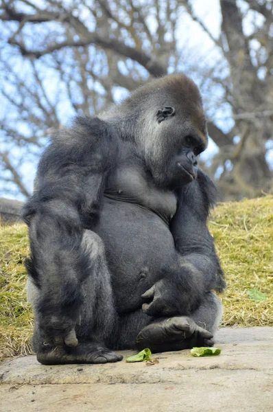 Gorilla sitzt auf einem Felsen — Stockfoto