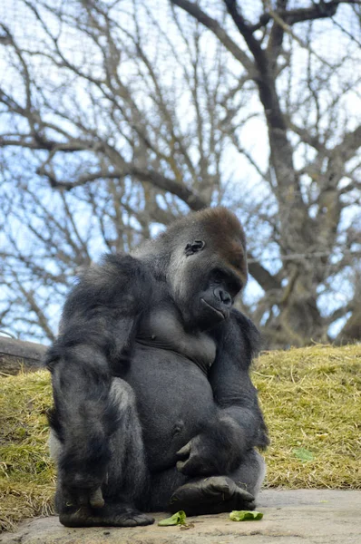 Gorilla sitzt auf einem Felsen — Stockfoto