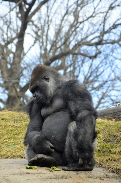 Gorilla sitzt auf einem Felsen — Stockfoto