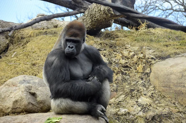 坐在一块岩石上的大猩猩 — 图库照片