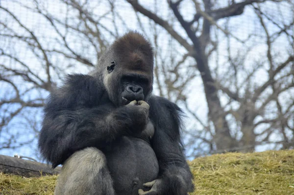 Gorilla sitzt auf einem Felsen — Stockfoto