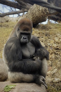 Bir kayaya oturan goril