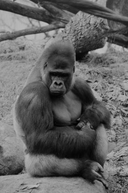 Bir kayaya oturan goril