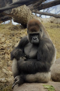 Bir kayaya oturan goril