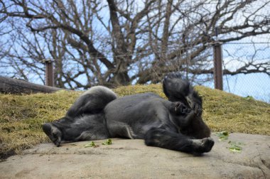 Kayanın üzerinde döşeme goril