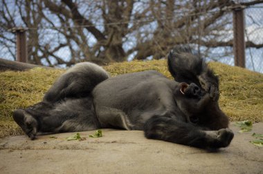 Kayanın üzerinde döşeme goril