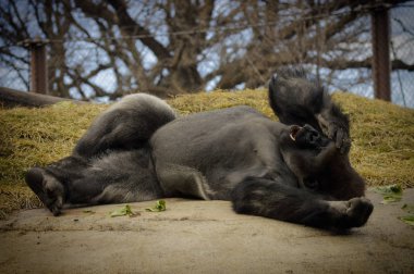 Kayanın üzerinde döşeme goril