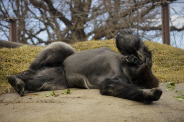Kayanın üzerinde döşeme goril