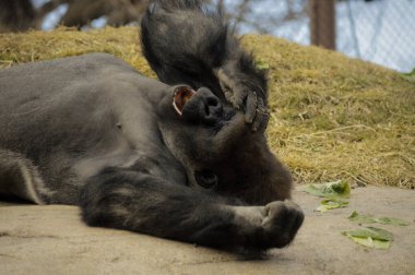 Kayanın üzerinde döşeme goril