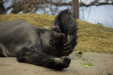 Kayanın üzerinde döşeme goril