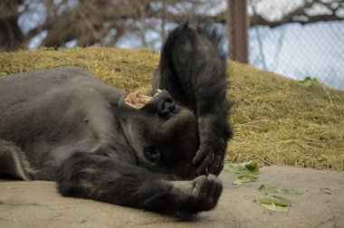 Kayanın üzerinde döşeme goril