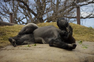 Kayanın üzerinde döşeme goril