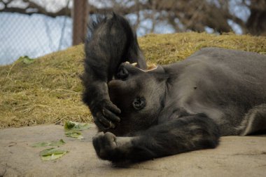 Kayanın üzerinde döşeme goril