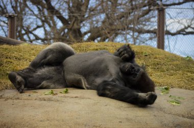 Kayanın üzerinde döşeme goril