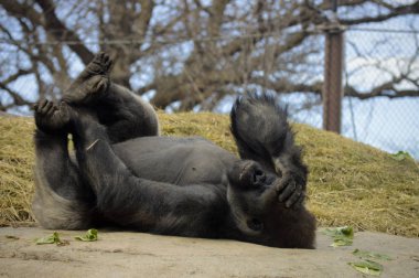Kayanın üzerinde döşeme goril