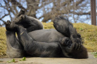 Kayanın üzerinde döşeme goril