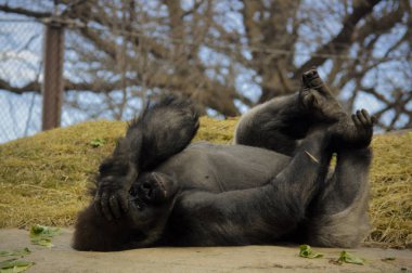 Kayanın üzerinde döşeme goril