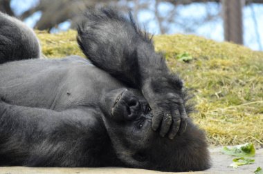 Kayanın üzerinde döşeme goril
