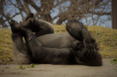 Kayanın üzerinde döşeme goril