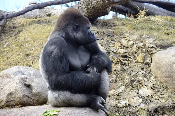 Gorille assis sur un rocher — Photo