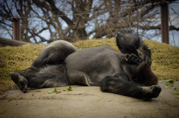Gorila que põe em uma rocha — Fotografia de Stock