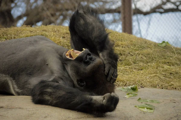 Gorilla handpåläggning en rock — Stockfoto