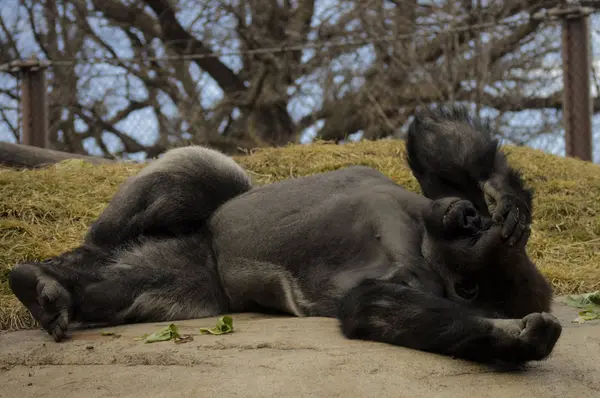Gorilla laying on a rock — Stock Photo, Image