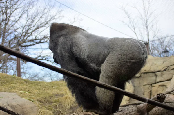 Gorilla on a Rock — Stock Photo, Image