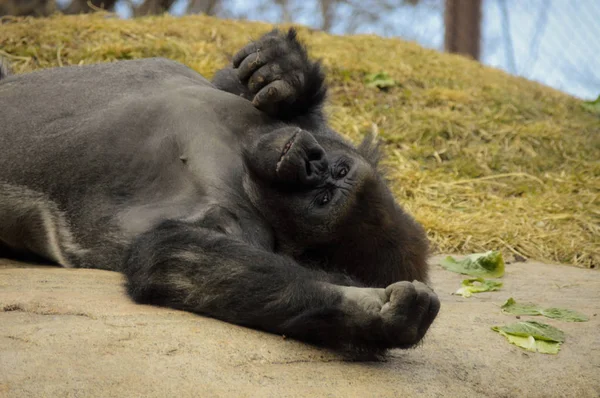 Gorila acostado en una roca — Foto de Stock