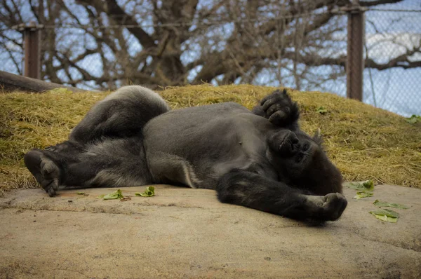 Gorilla opleggen aan een rots — Stockfoto