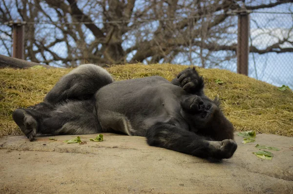 Kayanın üzerinde döşeme goril